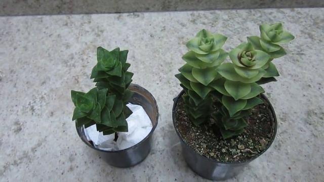 #Suculentadodia! | Crassula Perforata