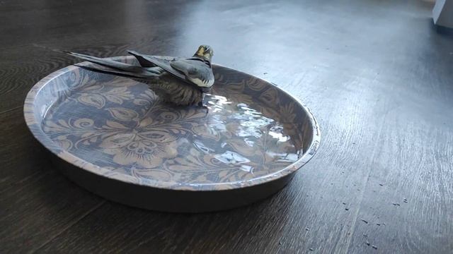 Первое купание кореллы