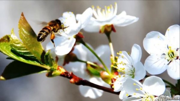 ОЛЕСЬ ИЗ ЛЮБОИСТОКА ЗДЕСЬ ЖИВЕТ МОЯ ЛЮБОВЬ