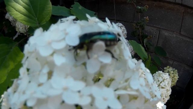 Бронзовка золотистая (бронзовка обыкновенная) - блестящий зелёный жук смотреть онлайн