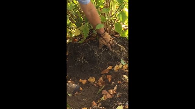 Annabelle Hydrangea Transplant смотреть онлайн