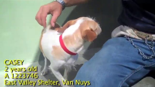 Adopt Casey: A chihuahua and jack russell couture @ East Valley Shelter смотреть онлайн