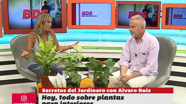 Cómo cuidar una planta de interiores, por Álvaro Ruiz Moreno en Bien Despiertos (BDS) смотреть онлайн