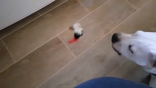 КАК ПОДРУЖИТЬ КОТА С СОБАКОЙ смотреть онлайн