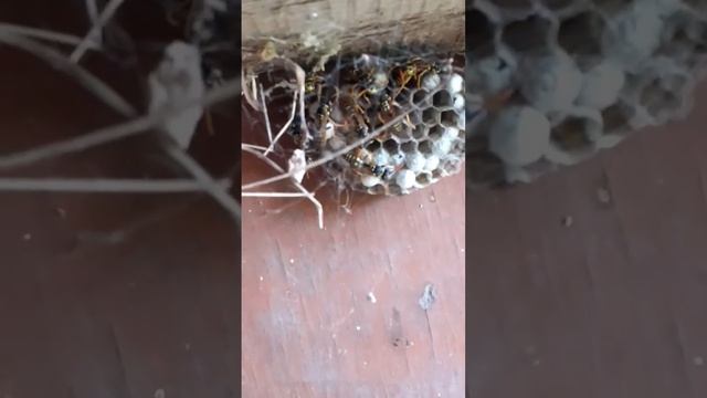 гнездо ос смотреть онлайн