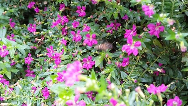 Apis cerana & Heterotrigona itama foraging Cuphea hyssopifolia flowers смотреть онлайн