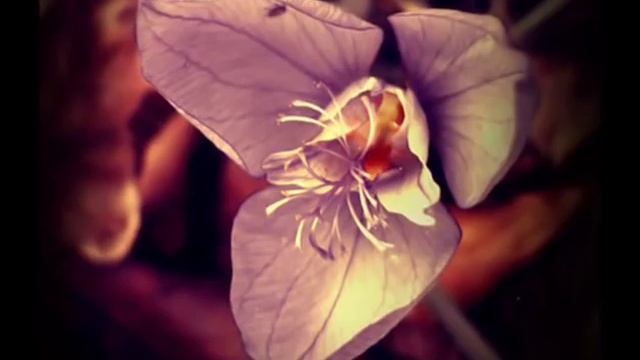Relax ....it's Autumn.wmv