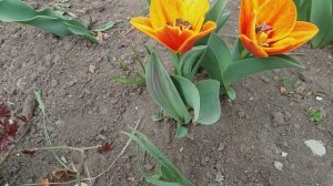 Приглашаю в сад : цветут первоцветы