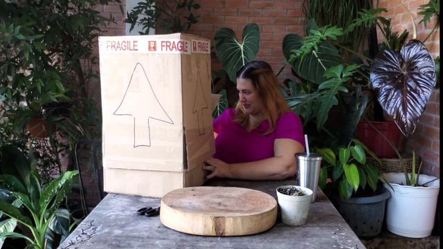 ANTHURIUM FORGETII | Unboxing A Huge Specimen + Care Tips