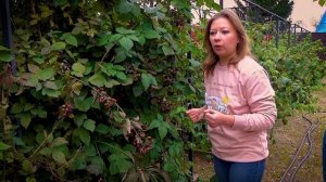 Ежевика выращивание и уход или Посадите ежевику!