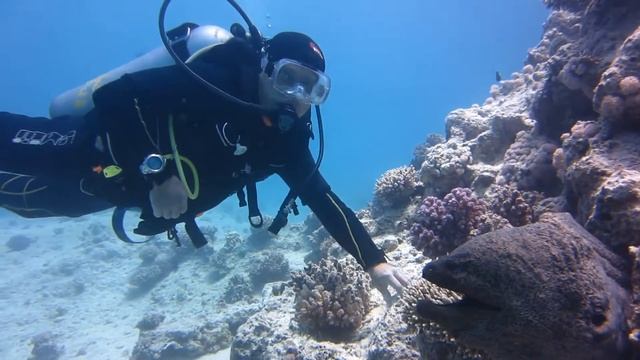 Красавчик Шура гладит мурену. Не повторять! The diver are caressing the moray eel. Don't repeat! смотреть онлайн