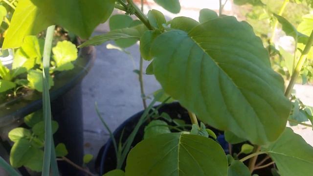 Growing your own food| How to Harvest Callaloo (Green Amaranth) смотреть онлайн
