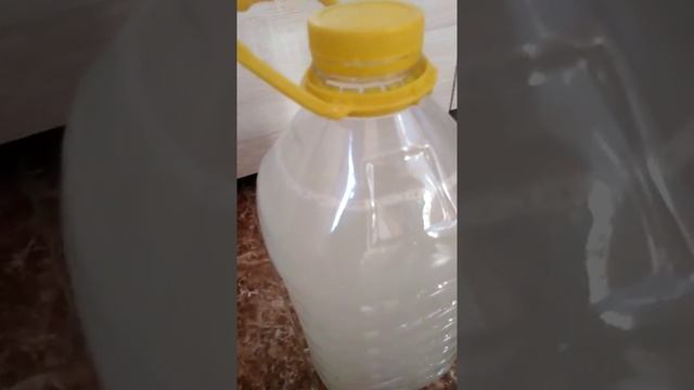 ?Как развести корневин с водой.Цветок мужское счастье? смотреть онлайн