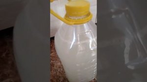 ?Как развести корневин с водой.Цветок мужское счастье?