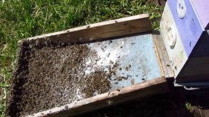 У пчёл от такого шок