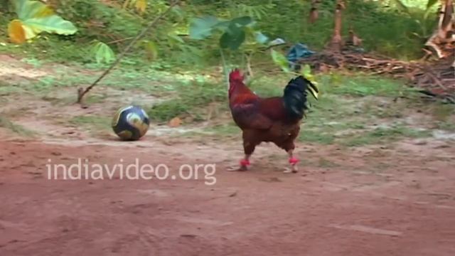 Rooster Playing Football (Must Watch) | India Video смотреть онлайн