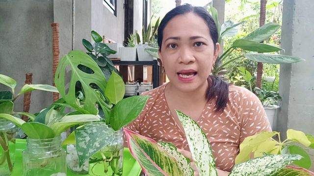 7 Common Mistakes In Water Propagation of Plants/Update & Transfer to Soil смотреть онлайн