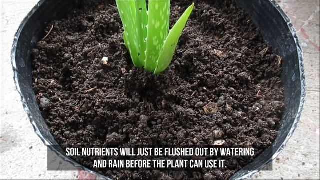 How To Plant Aloe vera in Containers смотреть онлайн