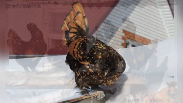 #Кот_да_Петух Брама и Павловская золотистая Алтай Brahma and Pavlovskie #chickens breeds #cats смотреть онлайн