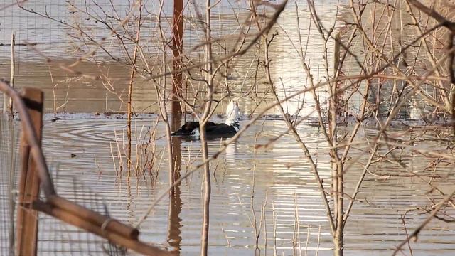 Не всех пугает паводок, есть и те, кто ему безумно рад 🦆 смотреть онлайн