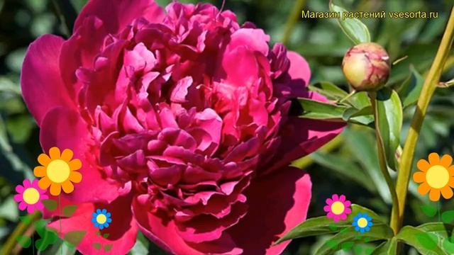 Пион молочноцветковый Виктория де ла Марне. Краткий обзор Paeonia Lactiflora Victoria De La Marne
