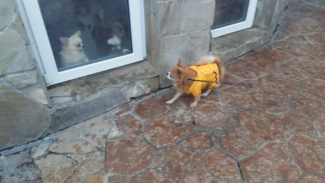 Приходил ко мне Илюша... смотреть онлайн