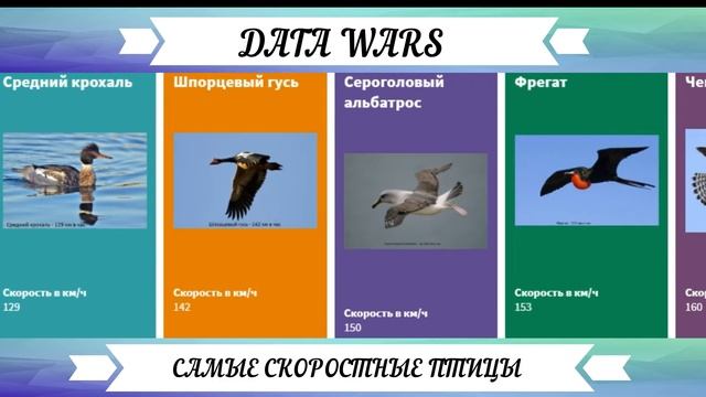 ТОП Самых Быстрых Птиц в Мире смотреть онлайн