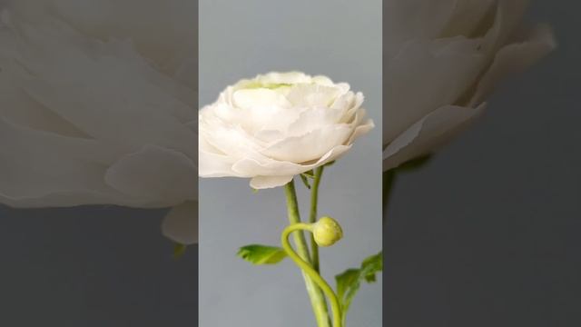 Ранункулюсы из холодного фарфора. смотреть онлайн