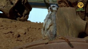 Весна на ферме Джимми. Анонс. Канал В Мире Животных.