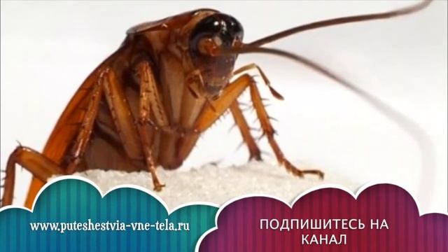 СОННИК - К чему снятся ТАРАКАНЫ? смотреть онлайн
