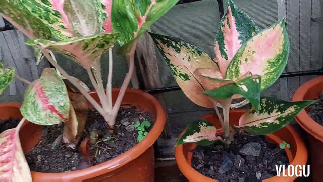 My Rainforest Garden🌿 смотреть онлайн