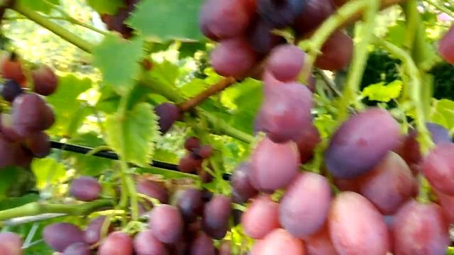 Обзор сортов винограда. Дунав или Дунов. Август смотреть онлайн