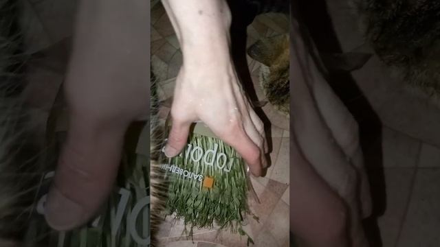 А вчера в обед орал: вегетарианцем стал! Я же просто пошутил:) Кошка Ромашка и кошка Подушка. смотреть онлайн
