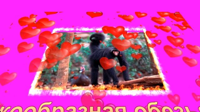 Кто живет в южной и центральной Америке смотреть онлайн