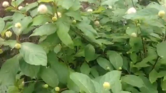 http://www.tuincursus-online.nl kogelbloem in bloei смотреть онлайн