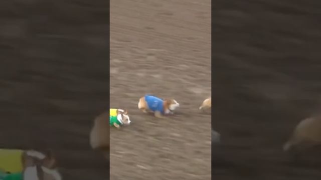 #funny #meme #memes #смех #смешноевидео #Shorts