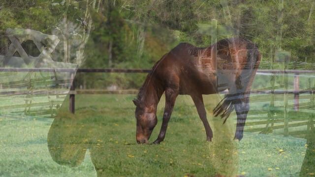 ?САМЫЕ КРАСИВЫЕ ЛОШАДИ В МИРЕ?HORSES смотреть онлайн