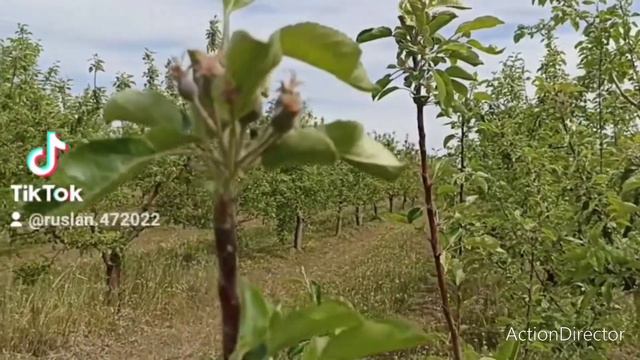 Какой уражай будет этому году Молдовы в Окницы с. Бырнова 2022 смотреть онлайн