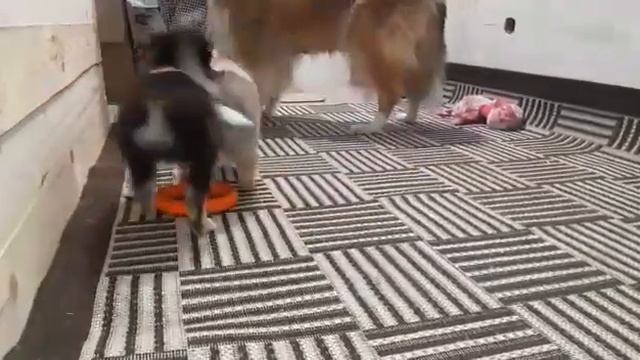щенки колли Глен Дю Солей В, 6,5 недель смотреть онлайн