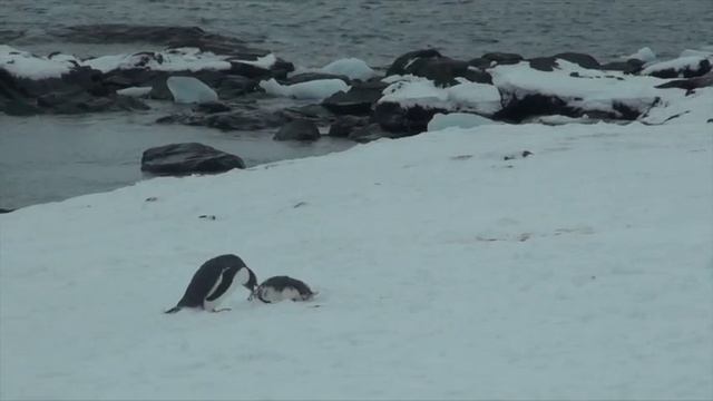 Dying gentoo penguin смотреть онлайн