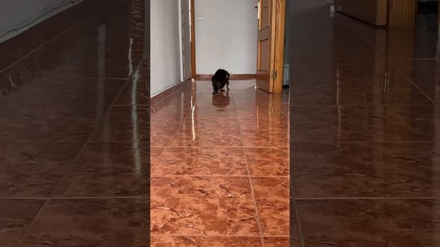 La única manera alimentar el gato a pienso seco смотреть онлайн