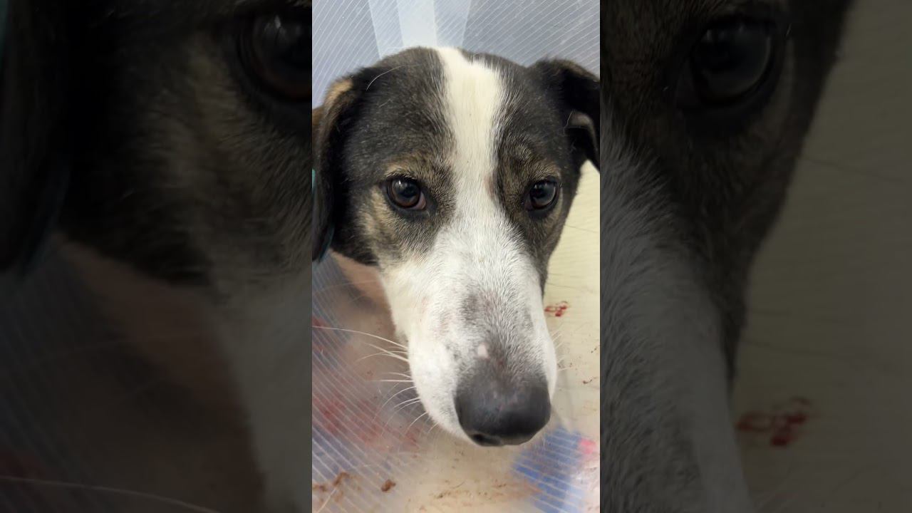 Собаку Милю расстреляли на улице #огнестрел #лапаротомия #ветеринария #животные смотреть онлайн