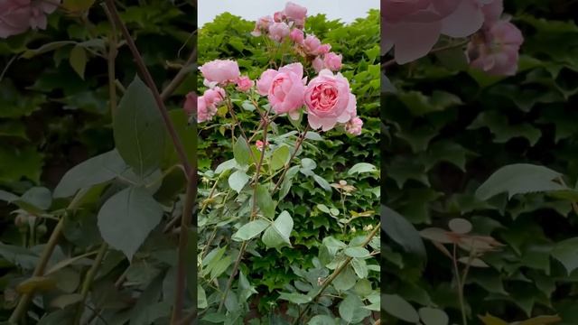 Роза Д. Остина Бразе Кадфаэль. Цветение в моем саду 10июня 2023.#flower#розыостина# смотреть онлайн