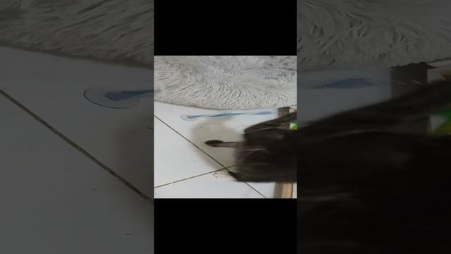 Котейка играет с мышкой смотреть онлайн