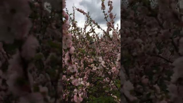 002 миндаль трехлопастныи-луизиания махровыи г выкса саит -супер-огород7910 тел 8-906-351-1000 смотреть онлайн