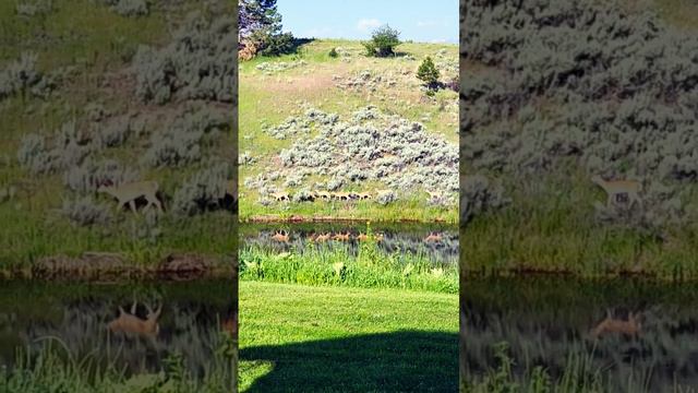 deer reflection смотреть онлайн