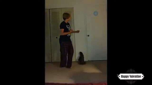 Приколы с котами и смешная ОЗВУЧКА животных – Ржака до слез 2018 от PSO смотреть онлайн