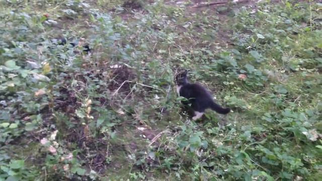 КотЭ Во Дворе смотреть онлайн