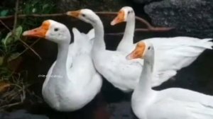 Дикие гуси. Дикие утки. Домашние гуси,утки. Гуси. Утки