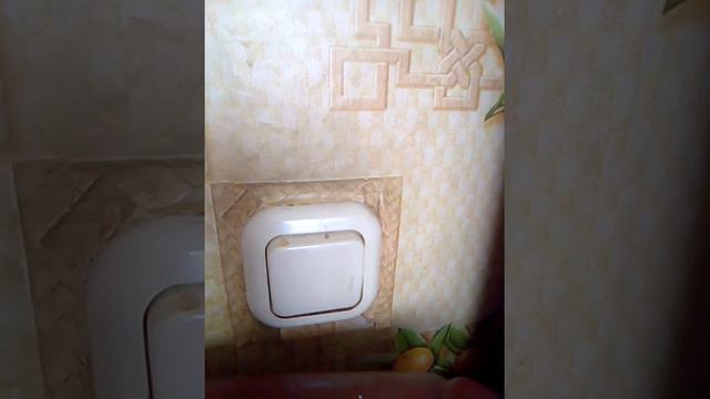 Кот ест сыр! Он его любит!!! смотреть онлайн